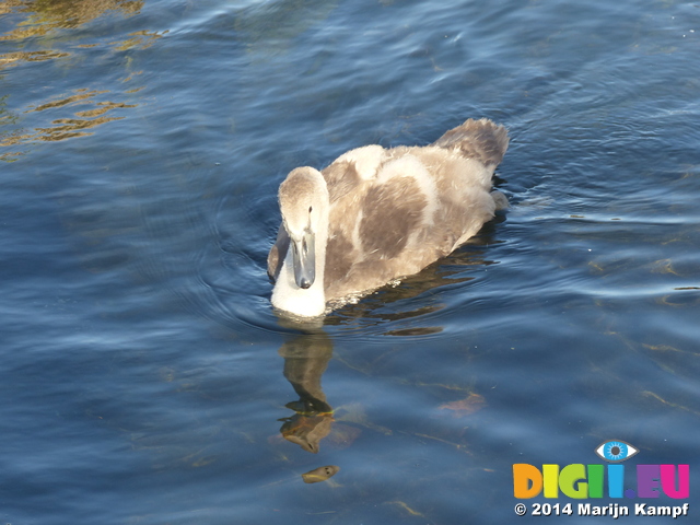 FZ006755 Swanling (Cygnus olor)